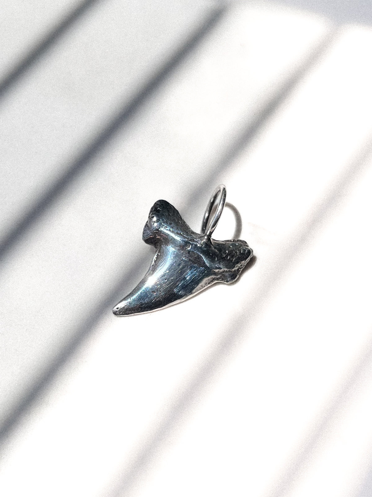 Large Shark Tooth