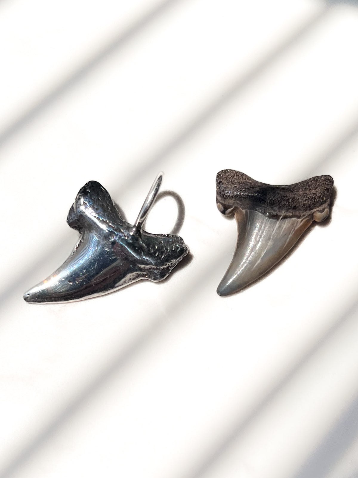Large Shark Tooth