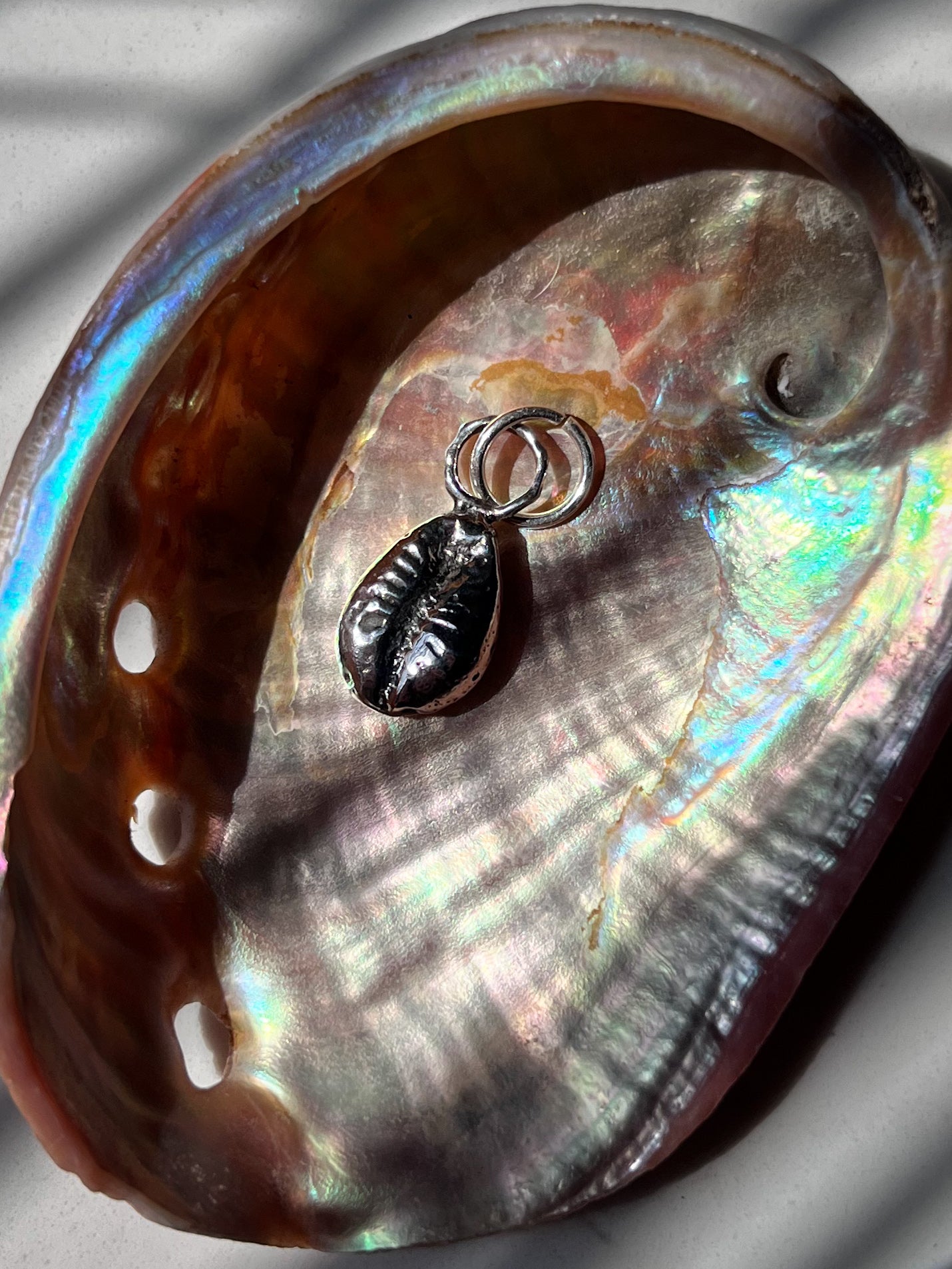 Silver Cowrie Shell By Itself in Abalone Shell